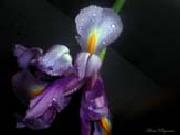 unknow artist Realistic Orchid oil painting reproduction